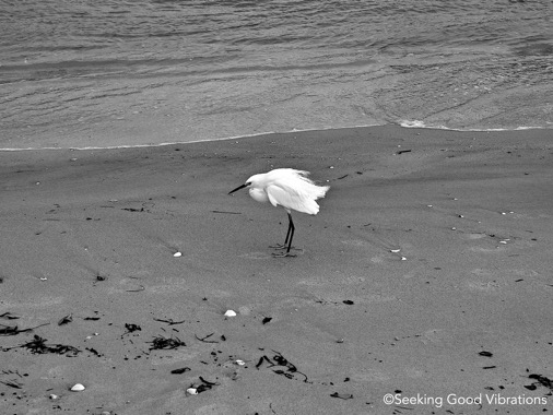 Wintering On The Beach 