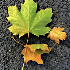 Leaves on Walkway.jpg