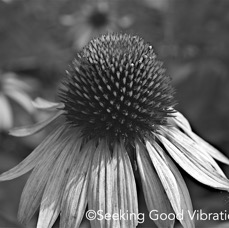 B&W Coneflower.jpg